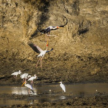 Flock of Yellow-Billed stork and african spoonbill at dawn in Kruger National park, South Africa ; Specie Mycteria ibis and Platalea alba