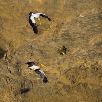 Two Yellow-Billed stork flying at dawn in Kruger National park, South Africa ; Specie Mycteria ibis family of Ciconiidae