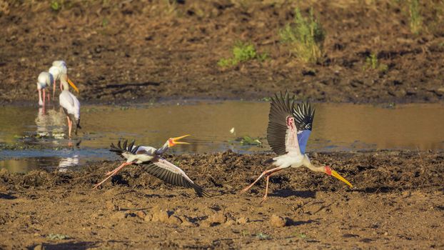 Two Yellow-Billed stork flying at dawn in Kruger National park, South Africa ; Specie Mycteria ibis family of Ciconiidae