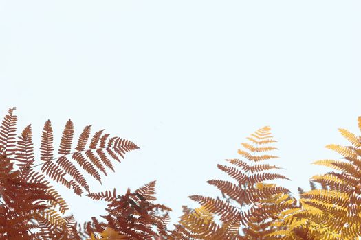 Autumnal image of brown and yellow fern leaves on a blue very light background. Copy space.