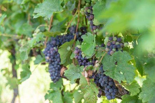 Grape variety. Blue grape and green grape leaf background in Italy. New vintage wine background. Close-up with shallow DOF.