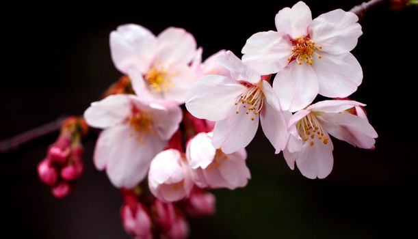 Real pink sakura flowers or cherry blossom close-up and from Naka-Meguro Tokyo Japan.