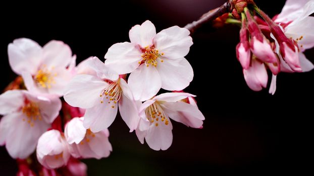 Real pink sakura flowers or cherry blossom close-up and from Naka-Meguro Tokyo Japan.