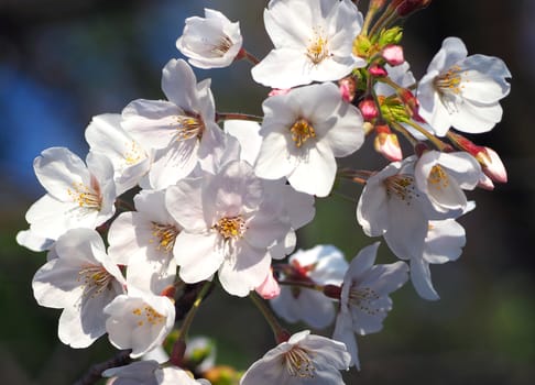 Real white sakura or cherry blossom blooming in the park at daytime and blue sky and close-up.