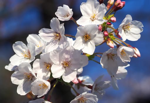 Real white sakura or cherry blossom blooming in the park at daytime and blue sky and close-up.