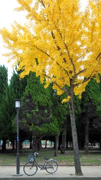 Yellow leaf tree in autumn and in the park of Osaka Japan and little old bicycle on foot path.