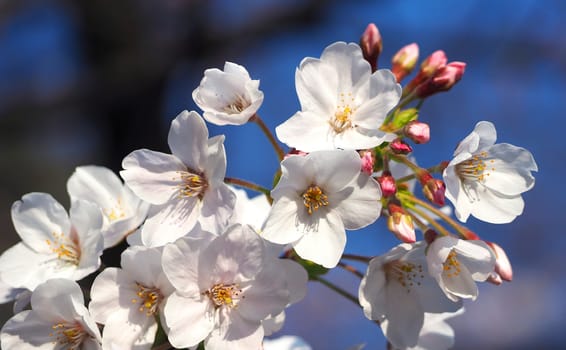 Real white sakura or cherry blossom blooming in the park at daytime and blue sky and close-up.