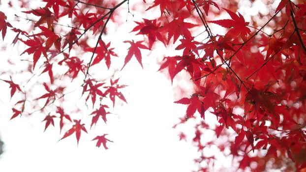 Red color maple leaf and blur white light bokeh on sky for background.