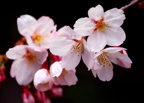 Real pink sakura flowers or cherry blossom close-up and from Naka-Meguro Tokyo Japan.