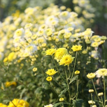 Yellow Chrysanthemum flower blooming under morning sunlight at flower field