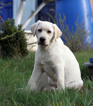 the yellow labrador playing in the park