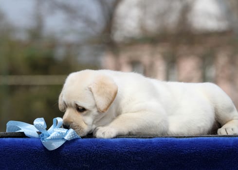 the sweet yellow labrador playing in the park