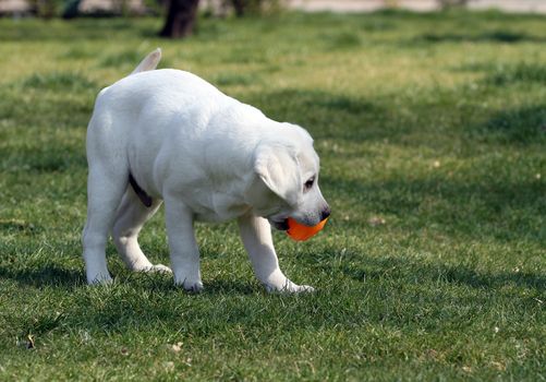 a nice yellow labrador playing in the park