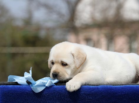 a sweet yellow labrador playing in the park