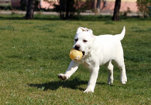 sweet nice yellow labrador playing in the park