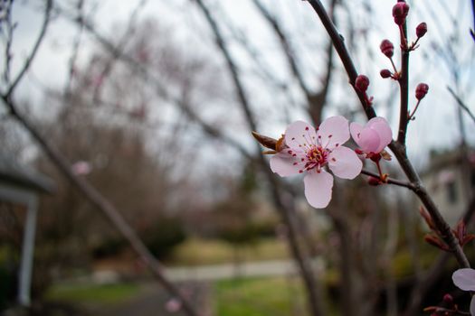 A Single Pink Flower on a Small Tree Branch in a Suburban Neighborhood