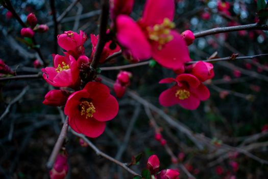 A Group of Small Red Flowers in Black Mulch