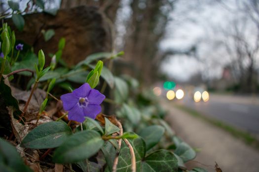 A Small Purple Flower on a Busy Suburban Street With Cars in the Background