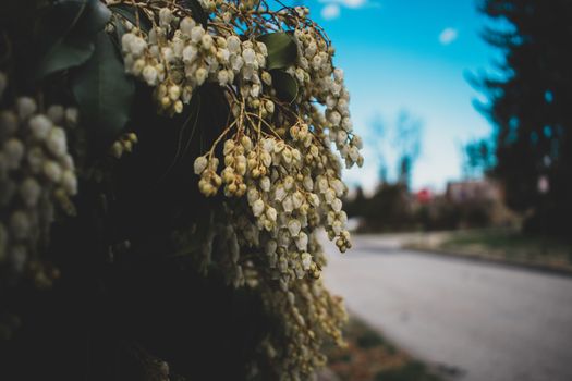 White Flowers Hanging Down From a Dark Green Bush On a Suburban Street