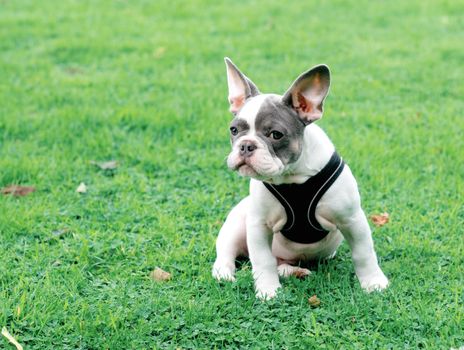 Puppy of White French Bulldog in black harness out for a walk sitting on the green grass in Summer