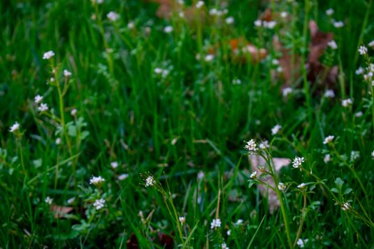 Small White Flowers in a Patch of Green Grass