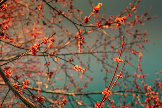 Cherry Blossom Branches Filling the Frame on a Clear Blue Sky