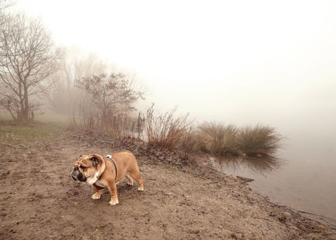 Red English Bulldog out for a walk near the lake in fog