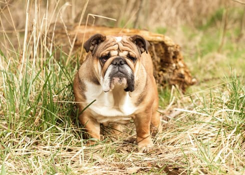Red English Bulldog out for a walk standing on the dry grass in Autumn