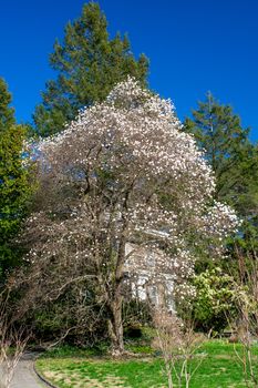 A Tree on a Suburban Front Yard With Blooming White Flowers on a Clear Blue Sky