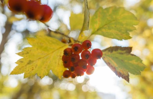 Red berries of mountain ash on a background of yellow foliage