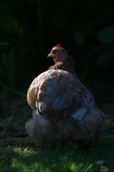 Atmospheric and cinematic effect. This portrait from behind an orange pet pekin bantam chicken is harshly side lit with a plain dark background.