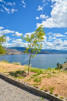 Lonely young tree on Okanagan lake shore in front of gravel area