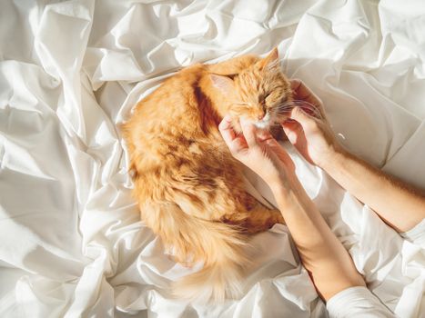 Cute ginger cat sleeps on woman's hand. Fluffy pet on unmade bed. Fuzzy domestic animal with owner in cozy home. Cat lover.