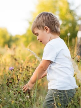 Cute little boy is playing on field. Outdoor leisure activity for toddler. Autumn season. Orange sunset light.