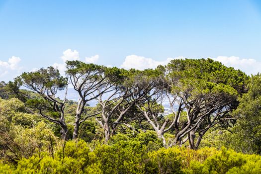 Huge South African trees in the Kirstenbosch Botanical Garden in Cape Town.