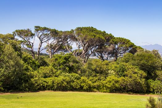 Huge South African trees in the Kirstenbosch Botanical Garden in Cape Town.