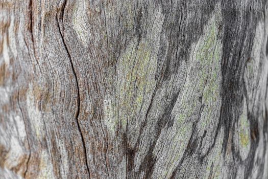 Wonderful green-orange tree texture from Cape Town in South Africa.