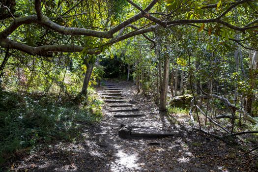 Trail Walking path in the forest of Kirstenbosch National Botanical Garden, Cape Town, South Africa.