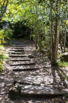 Trail Walking path in the forest of Kirstenbosch National Botanical Garden, Cape Town, South Africa.