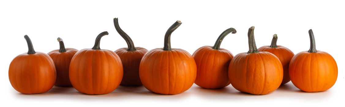 Row of orange pumpkins in a row isolated on white background, Halloween concept