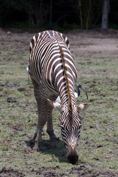 A zebra eating grass in the daytime.