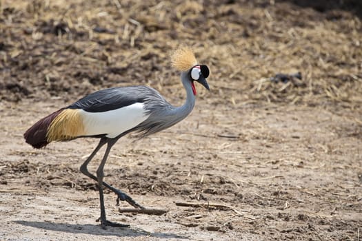 A beautiful gray crowned crane walks the ground in a zoo on a sunny day.