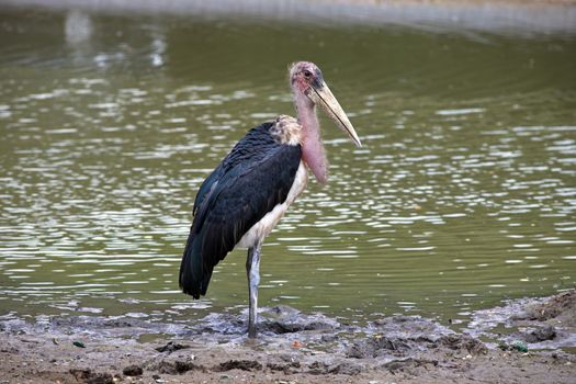 A Marabou Stork, Leptoptilos crumeniferus , bird near a swamp