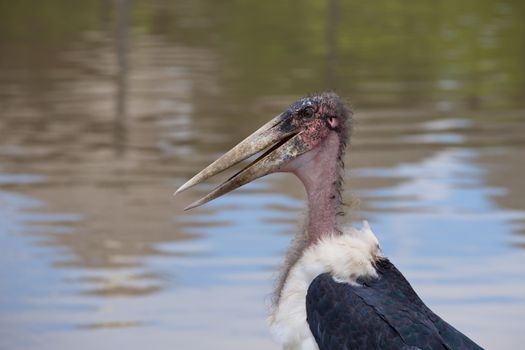 A Marabou Stork, Leptoptilos crumeniferus , bird near a swamp