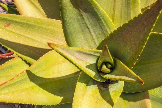 Aloe Vera cactus plant in Cape Town, South Africa.