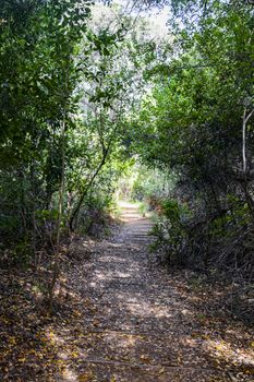 Trail Walking path in the forest of Kirstenbosch National Botanical Garden, Cape Town, South Africa.