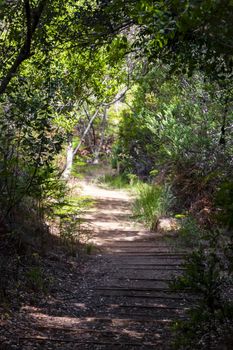 Trail Walking path in the forest of Kirstenbosch National Botanical Garden, Cape Town, South Africa.