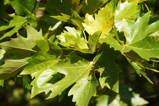 green maple branches for plant natural background.