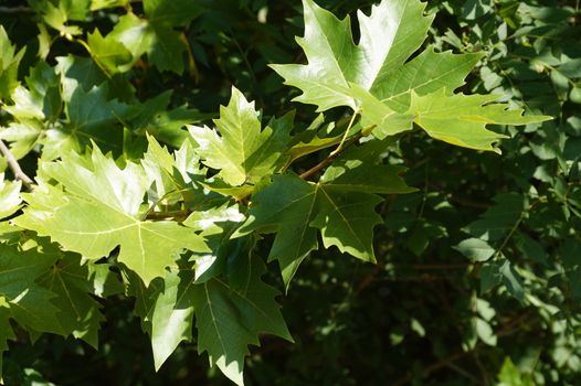 green maple branches for plant natural background.