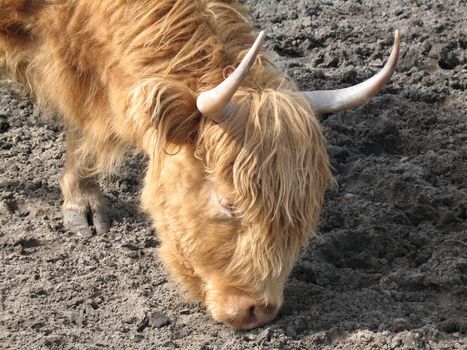 Galloway is a breed of cattle, named after the Galloway region of Scotland.